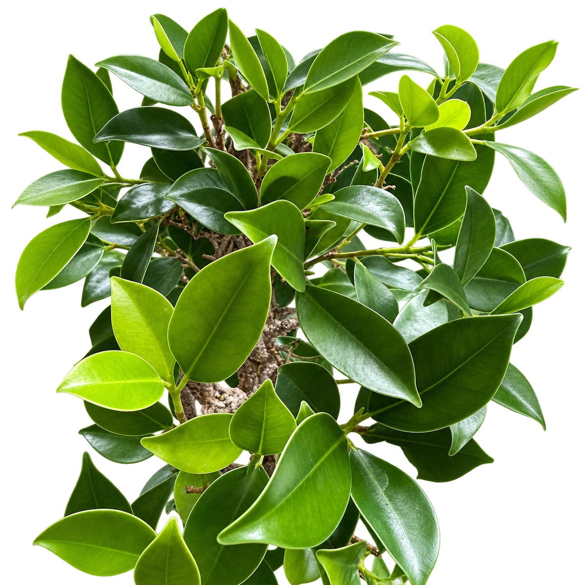 Twisty Ficus Bonsai