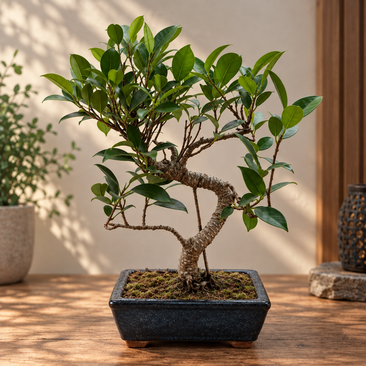 8 Year Old Bonsai Gift- Choose Occasion