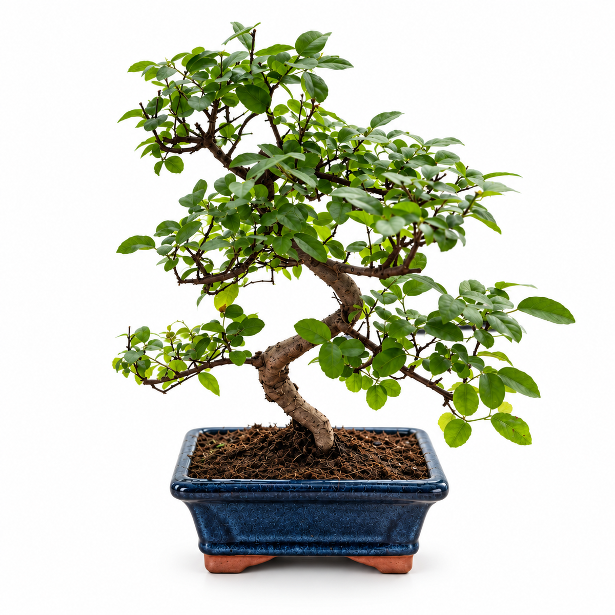 Twisty Sageretia Bonsai