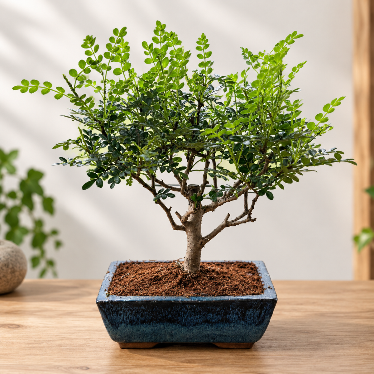Pepper Bonsai (Broom Style)