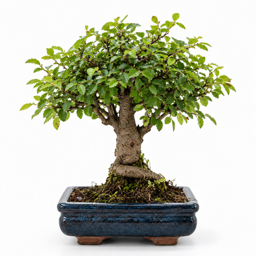 Chinese Elm Bonsai (Broom Style)