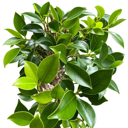Twisty Ficus Bonsai