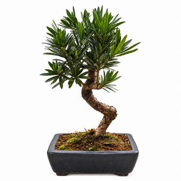 Podocarpus Bonsai