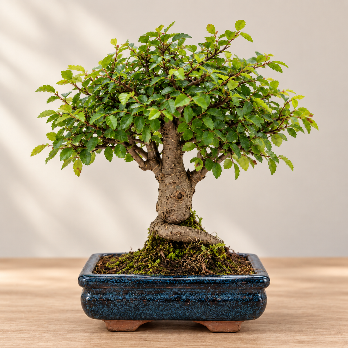 Bonsai Beginner Kit (Broom Style)
