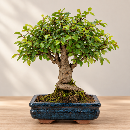 Bonsai Beginner Kit (Broom Style)