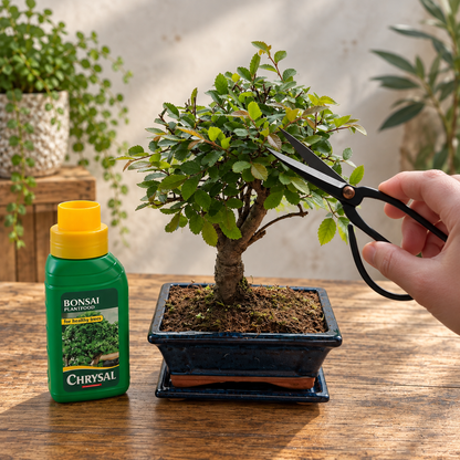Bonsai Beginner Kit (Broom Style)
