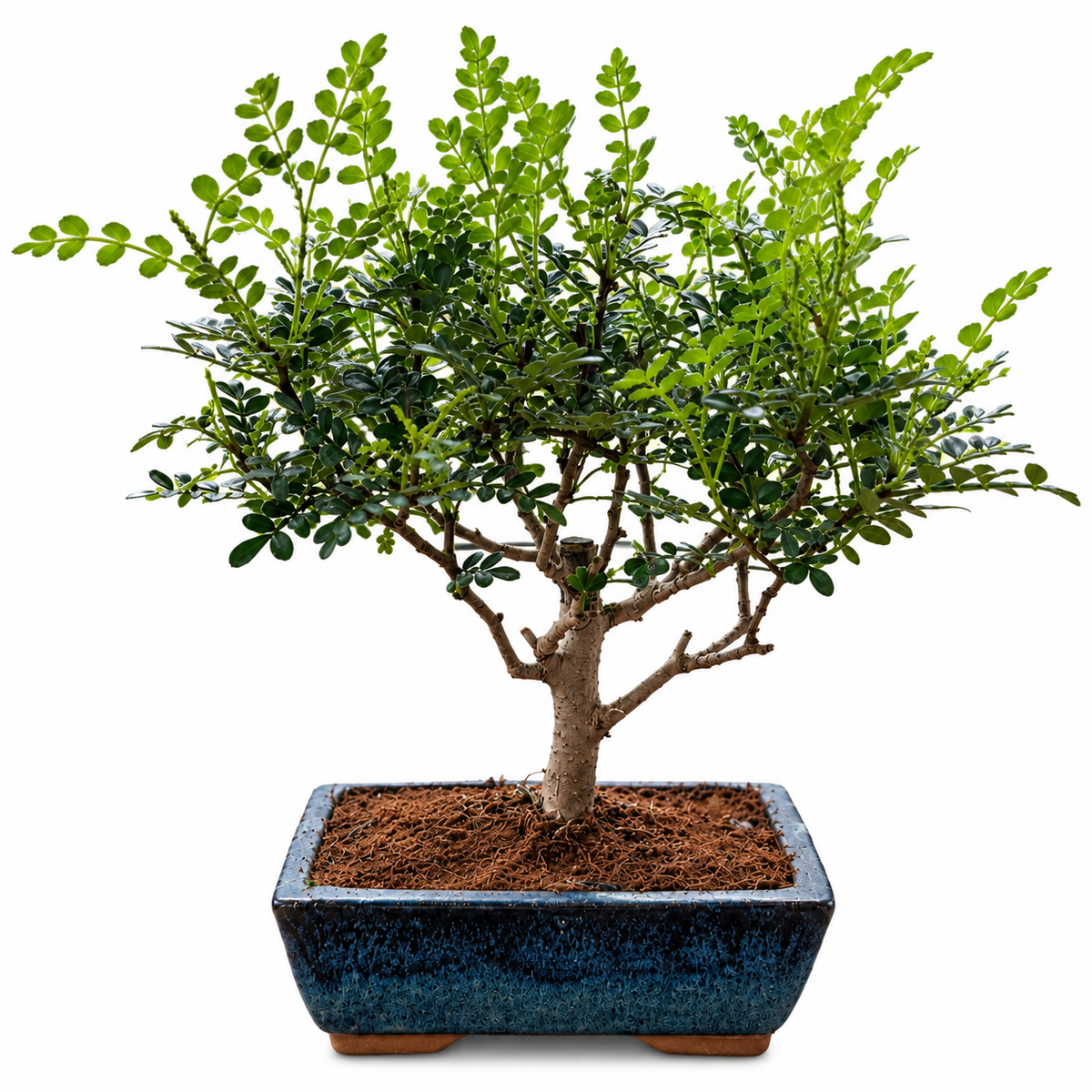 Pepper Bonsai (Broom Style)