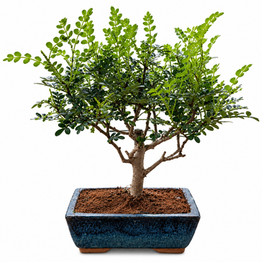 Pepper Bonsai (Broom Style)