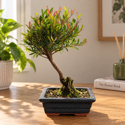 Bonsai Beginner Kit (Broom Style)