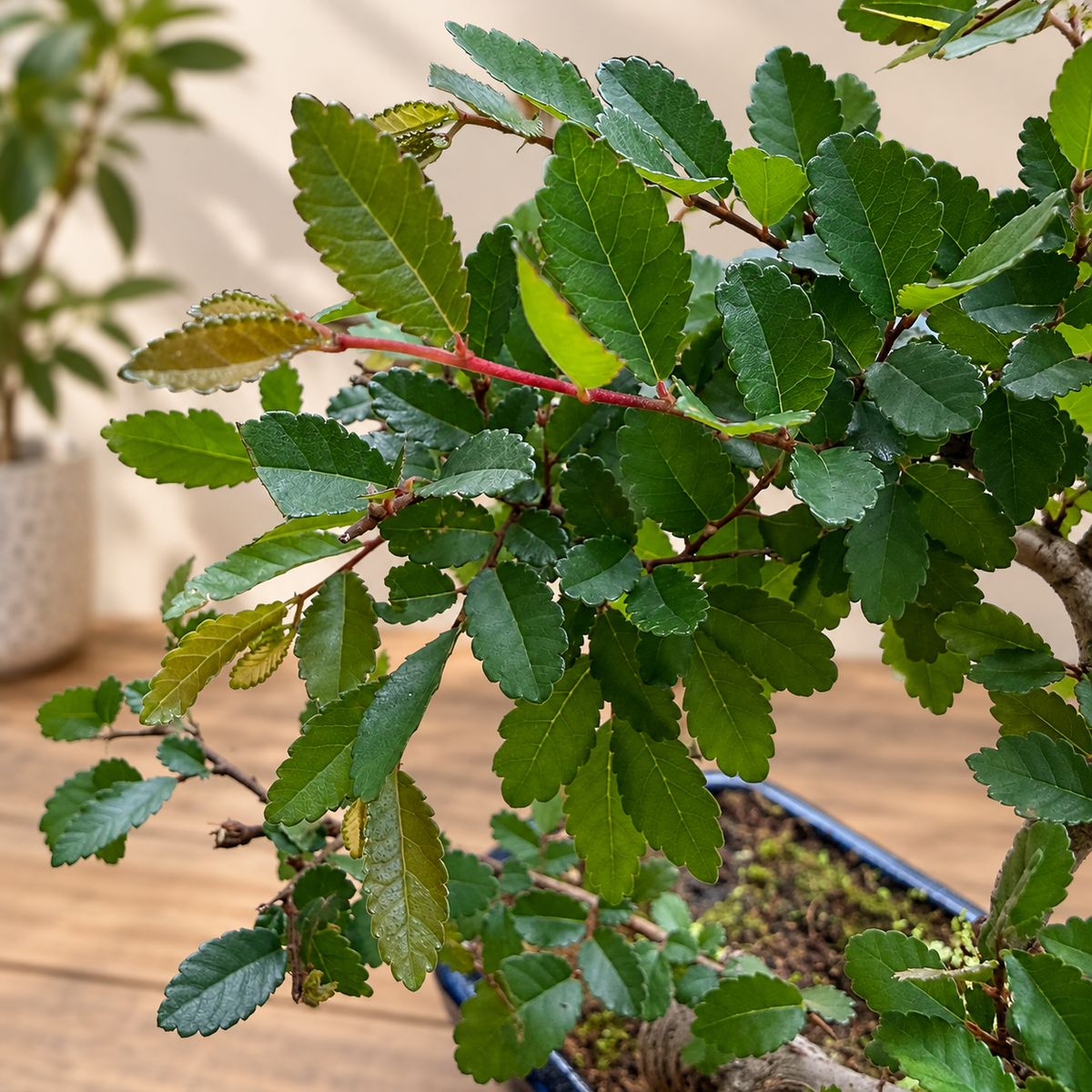 Chinese Elm Bonsai (S-shaped)