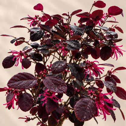 Loropetalum Bonsai (Broom Style)