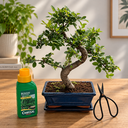 Twisty Chinese Elm Bonsai Beginner Kit
