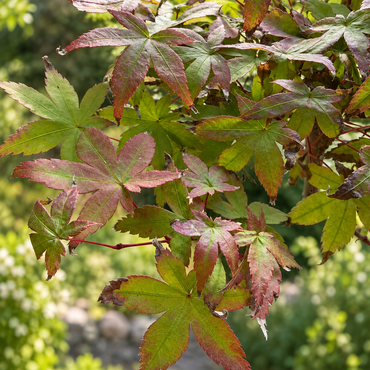 Japanese Maple Deshojo Bonsai (Informal upright)