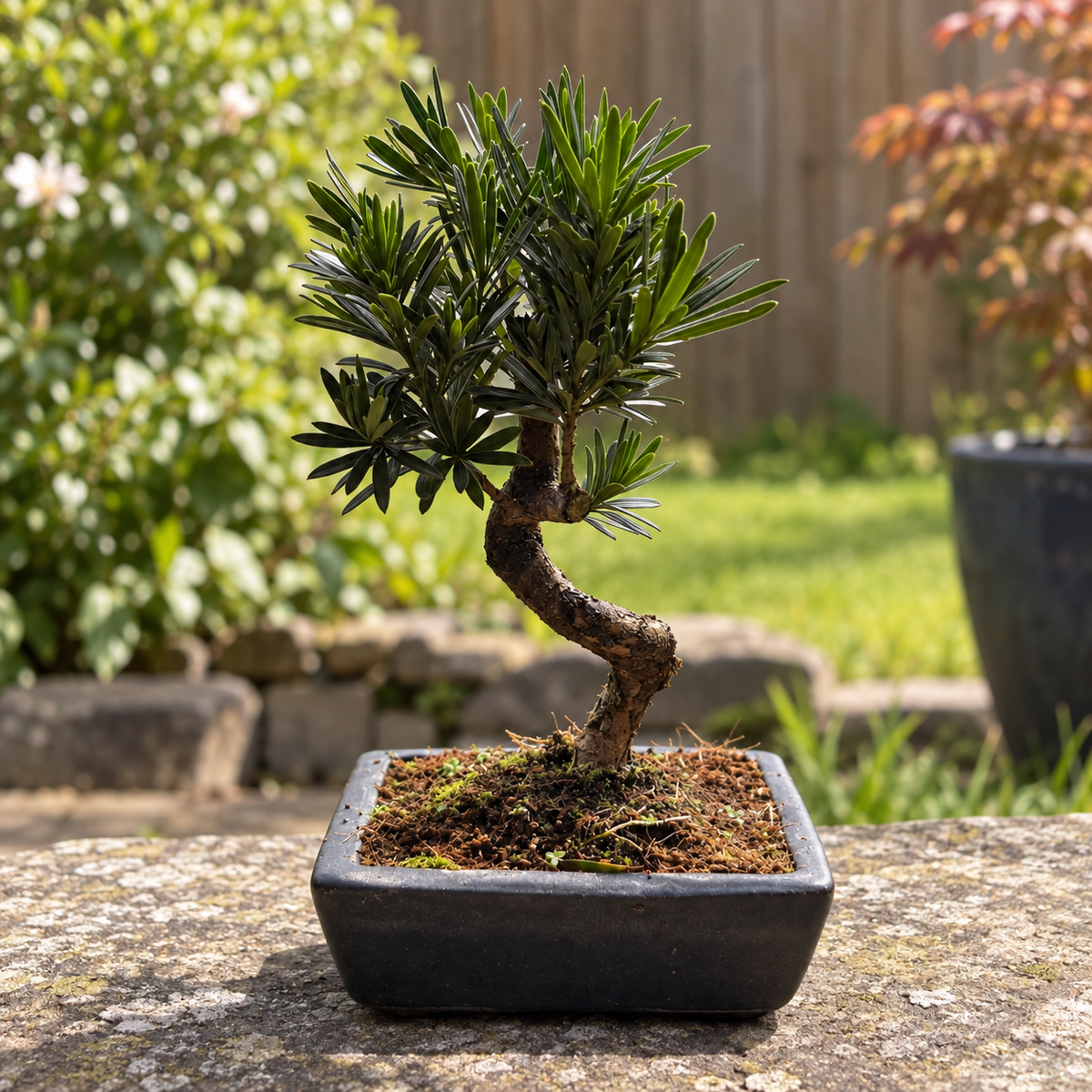 Podocarpus Bonsai