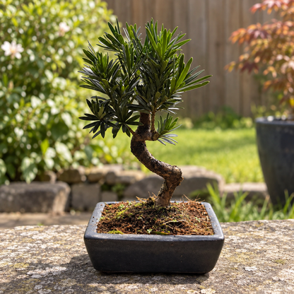 Podocarpus Bonsai