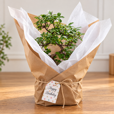 12 Year Old Bonsai Gift- Choose Occasion