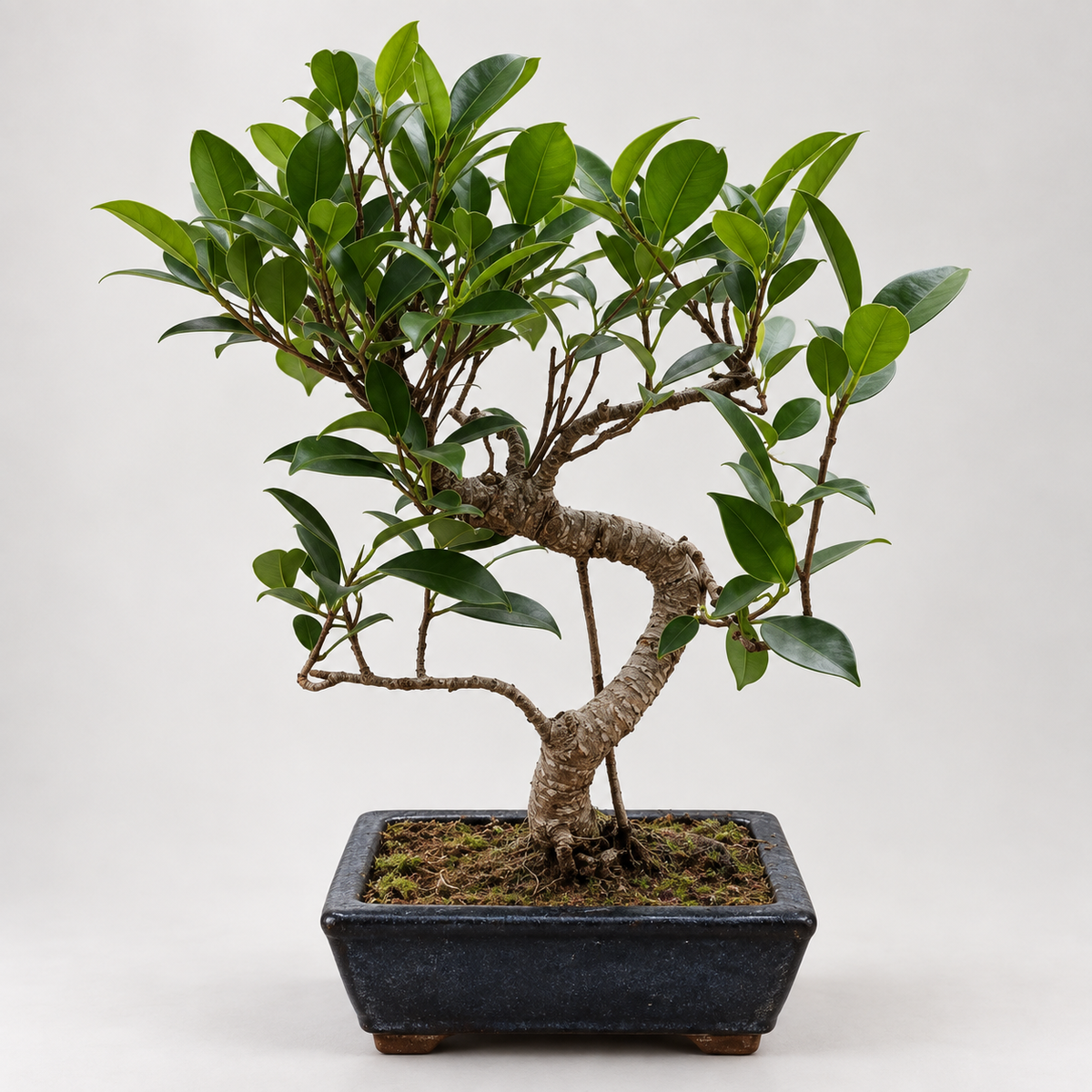 Twisty Ficus Bonsai Beginner Kit