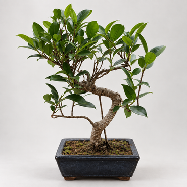 Twisty Ficus Bonsai Beginner Kit