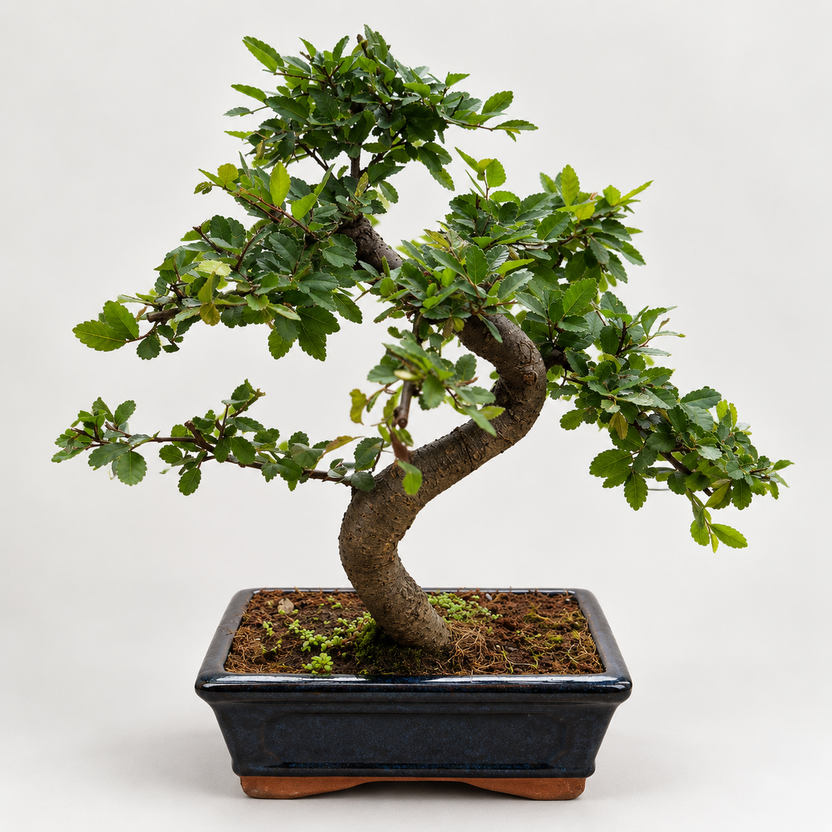 Chinese Elm Bonsai (S-shaped)