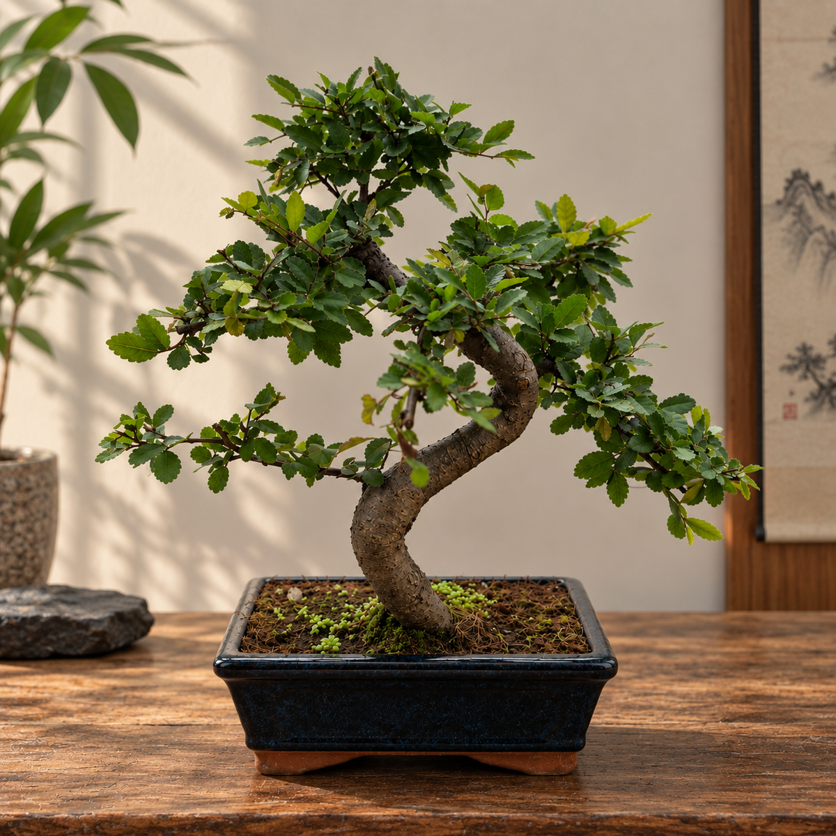 Chinese Elm Bonsai (S-shaped)
