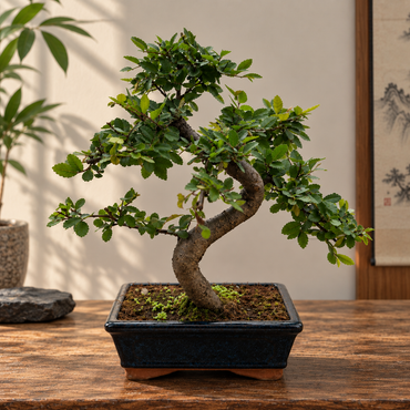 Chinese Elm Bonsai (S-shaped)