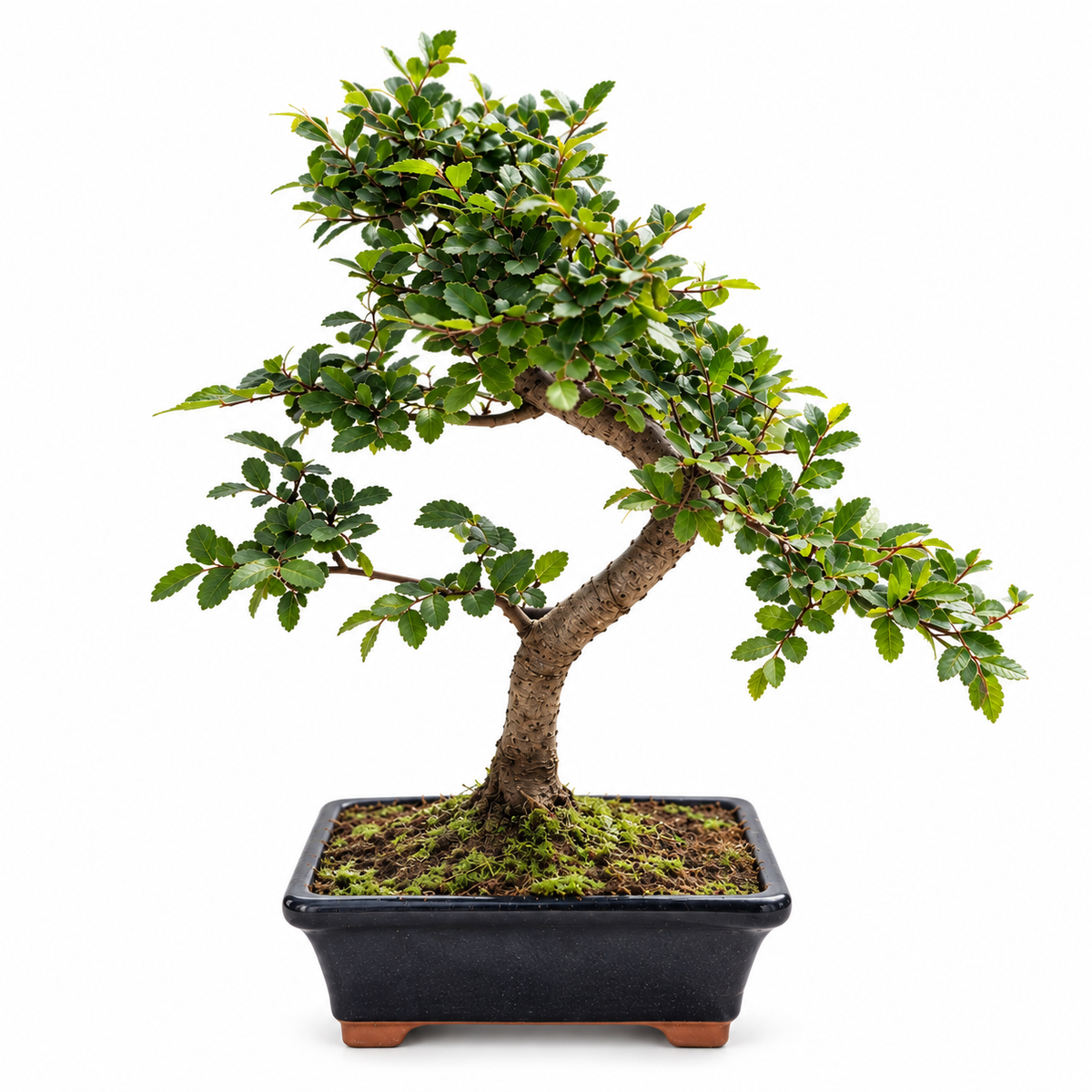 Chinese Elm Bonsai (S-shaped)