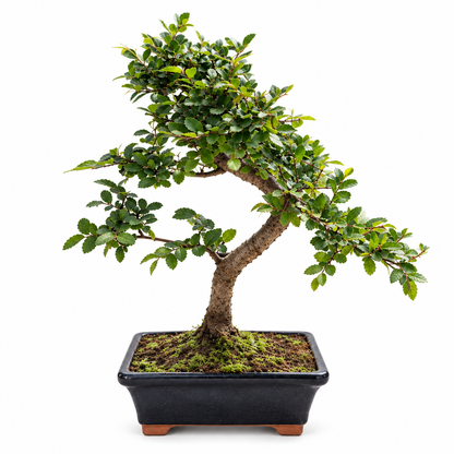 Chinese Elm Bonsai (S-shaped)