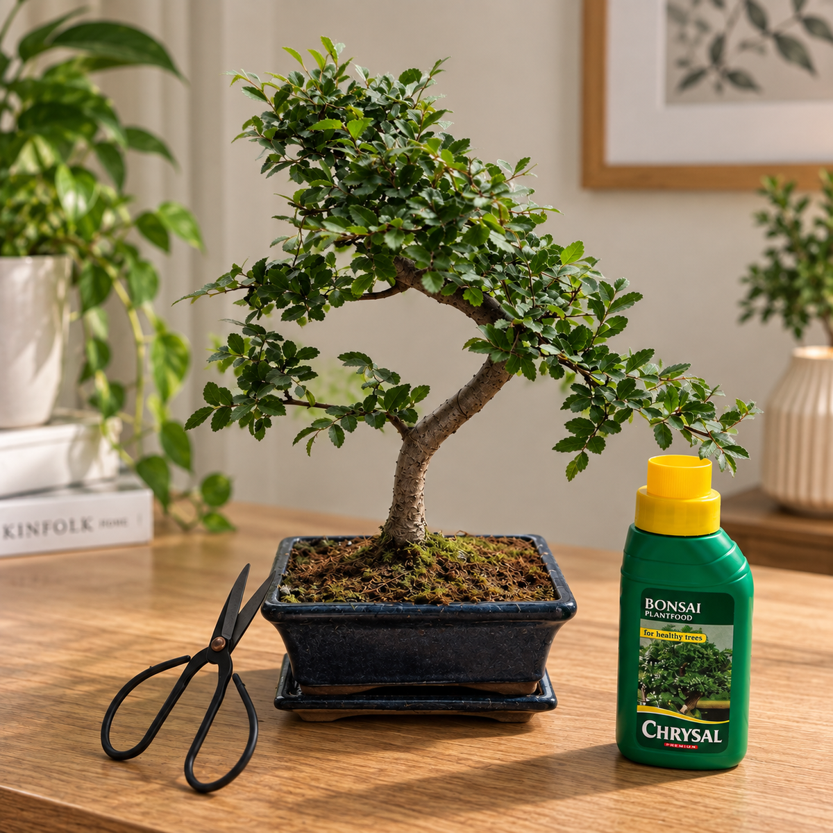 Twisty Chinese Elm Bonsai Beginner Kit