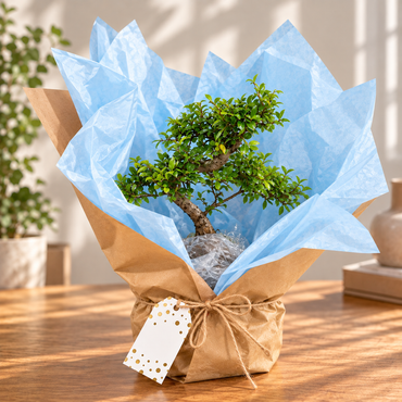 8 Year Old Bonsai Gift- Choose Occasion