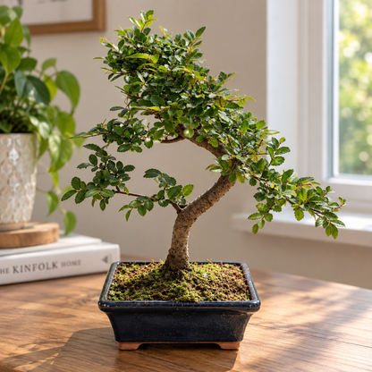 Twisty Chinese Elm Bonsai Beginner Kit