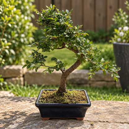 Chinese Elm Bonsai (S-shaped)