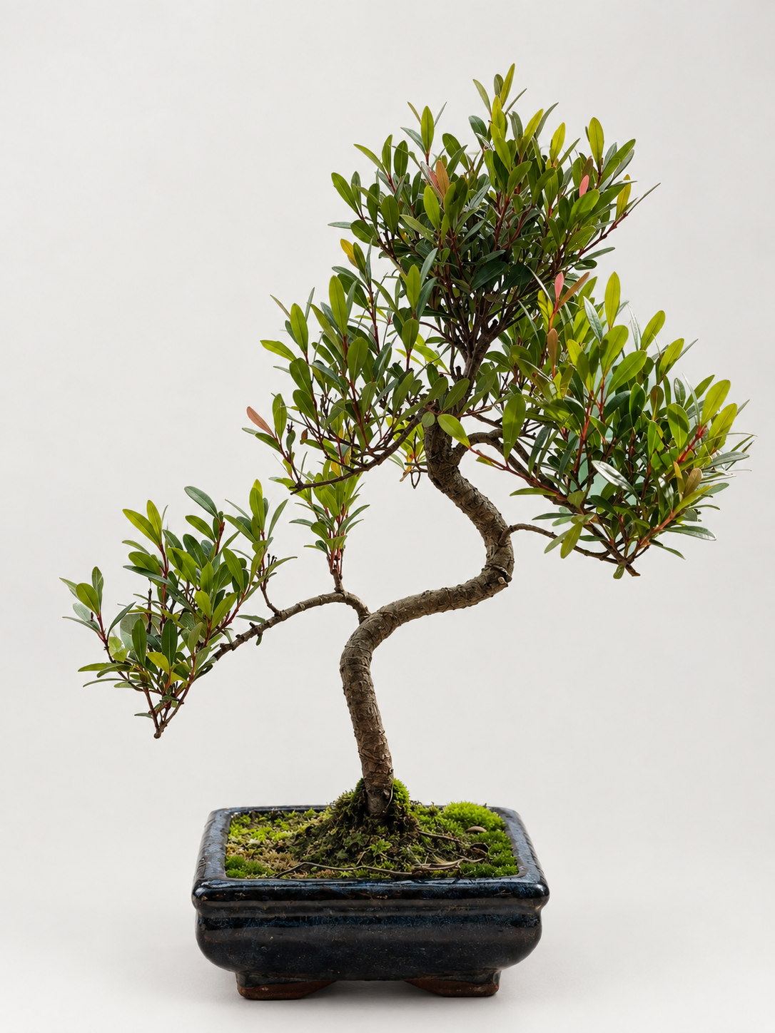 Twisty Syzgium Bonsai