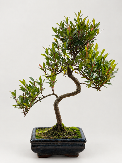 Twisty Syzgium Bonsai