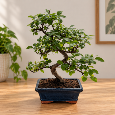 Twisty Sageretia Bonsai Beginner Kit