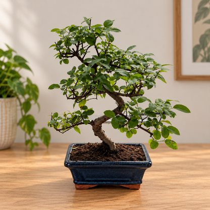 Twisty Sageretia Bonsai Beginner Kit