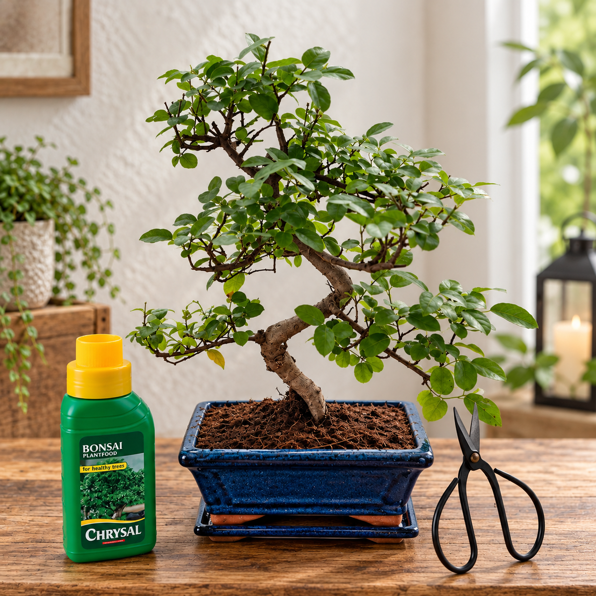 Twisty Sageretia Bonsai Beginner Kit