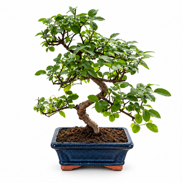 Twisty Sageretia Bonsai