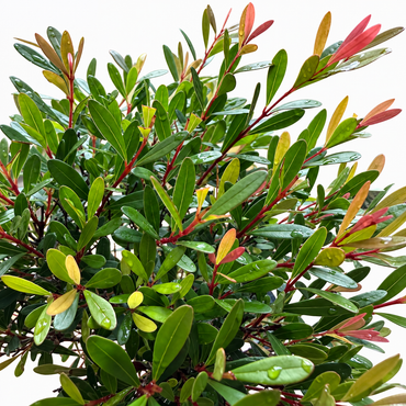 Syzgium Bonsai (Broom Style)