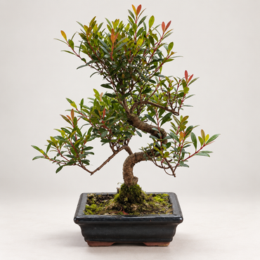 Twisty Syzgium Bonsai