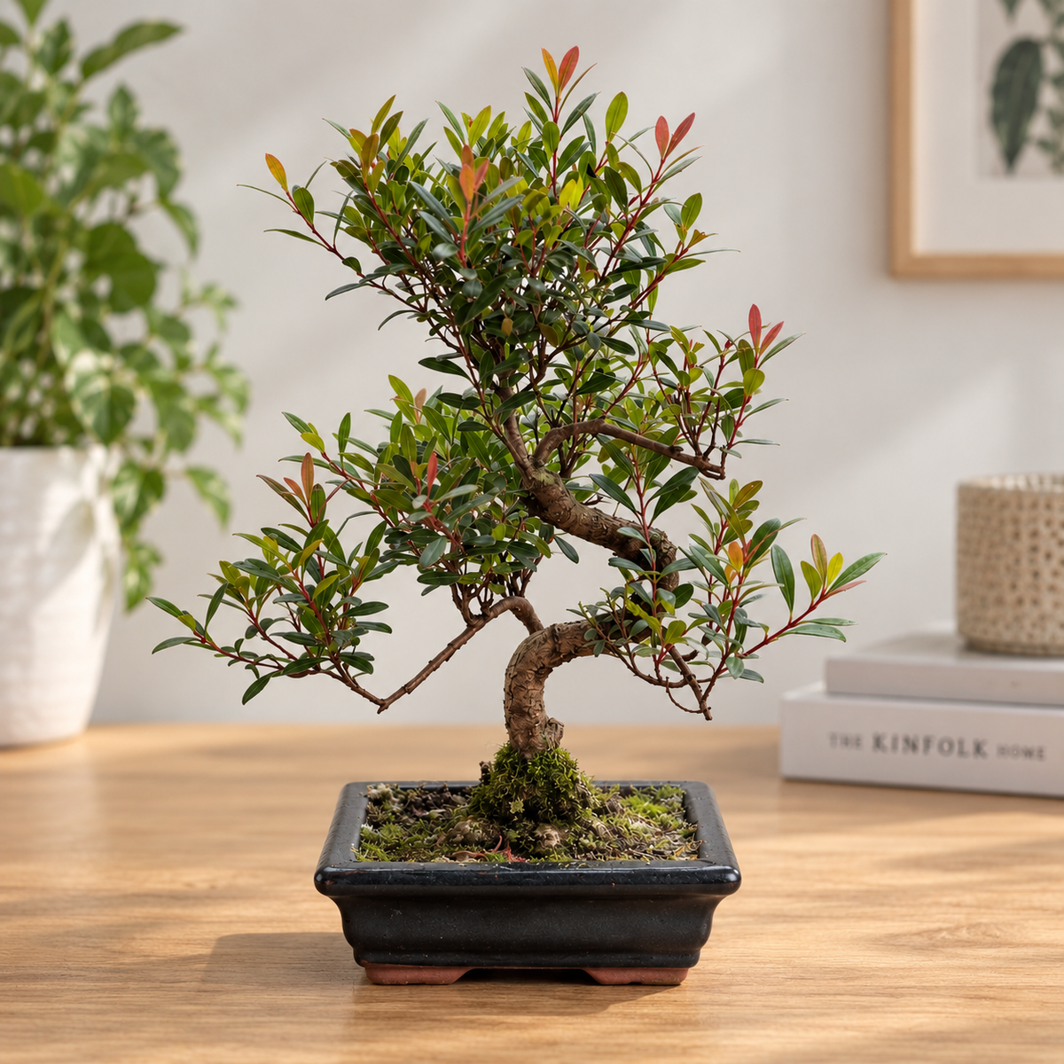 8 Year Old Bonsai Gift- Choose Occasion